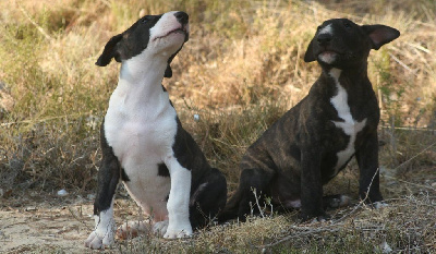 So Addictive - Bull Terrier - Portée née le 17/05/2022