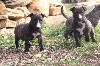  - News photos des chiots