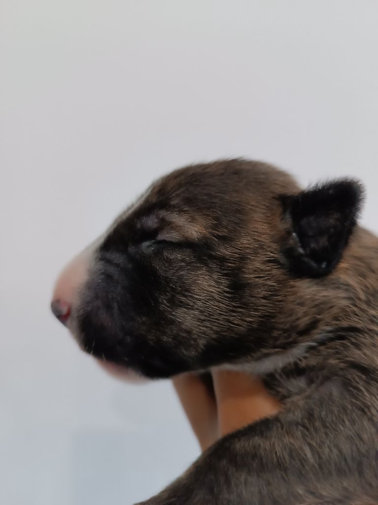 So Addictive - Chiot disponible  - Bull Terrier