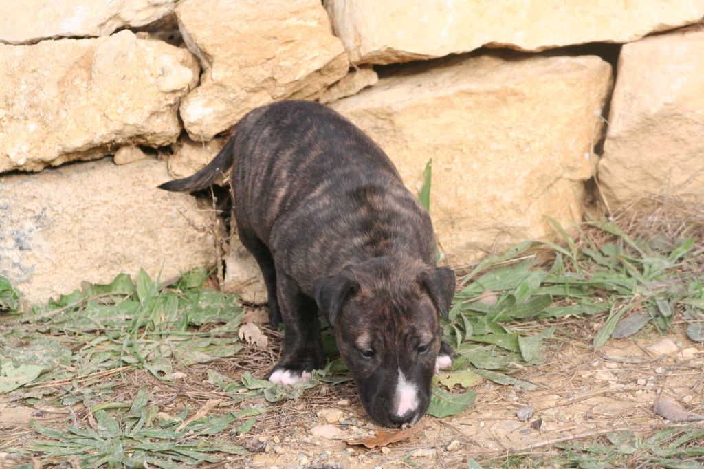 So Addictive - Chiot disponible  - Bull Terrier