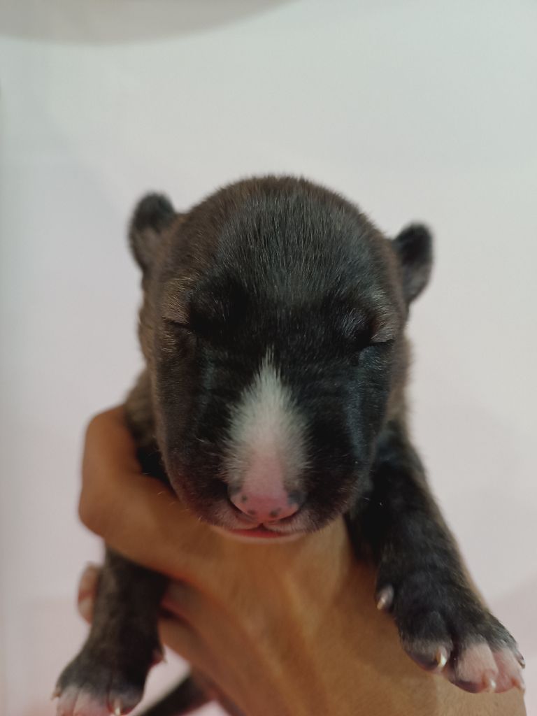 So Addictive - Chiot disponible  - Bull Terrier