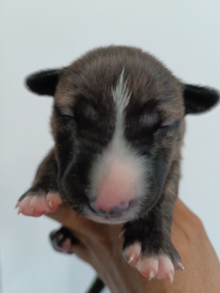 So Addictive - Chiot disponible  - Bull Terrier