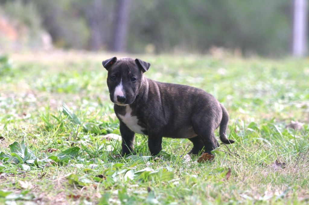 So Addictive - Chiot disponible  - Bull Terrier