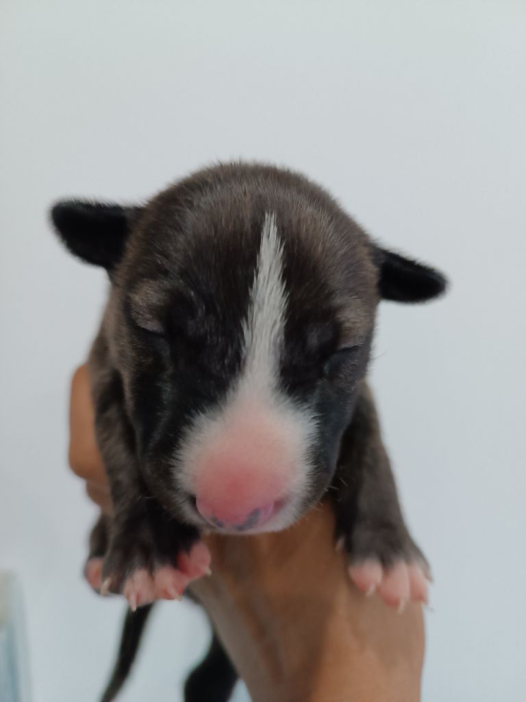 So Addictive - Chiot disponible  - Bull Terrier