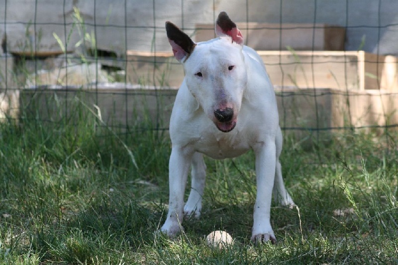 So Addictive Gem blaze