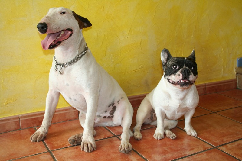 Les bullots de la maison et leurs copains !