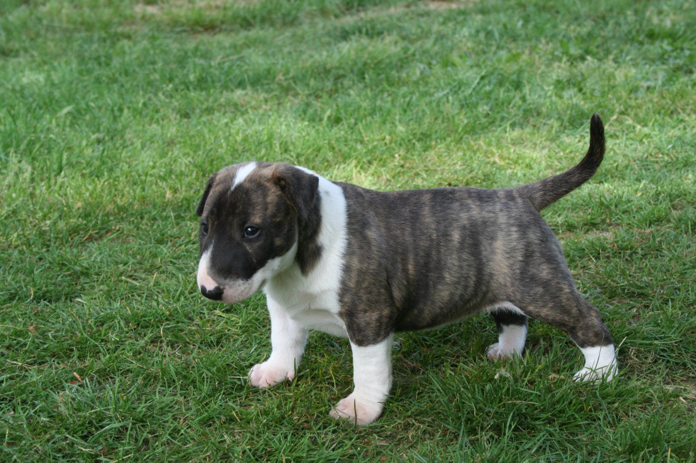 So Addictive - Bull Terrier - Portée née le 27/03/2026